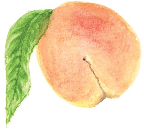 Peach Transparent Png Peach Pictures Free Download Free Transparent