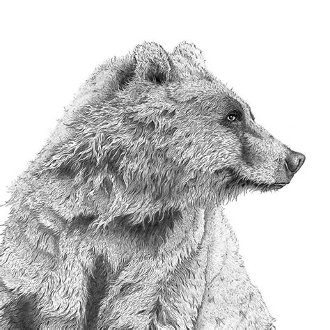Big Wet Bear Illustration Print By Ben Rothery Illustrator