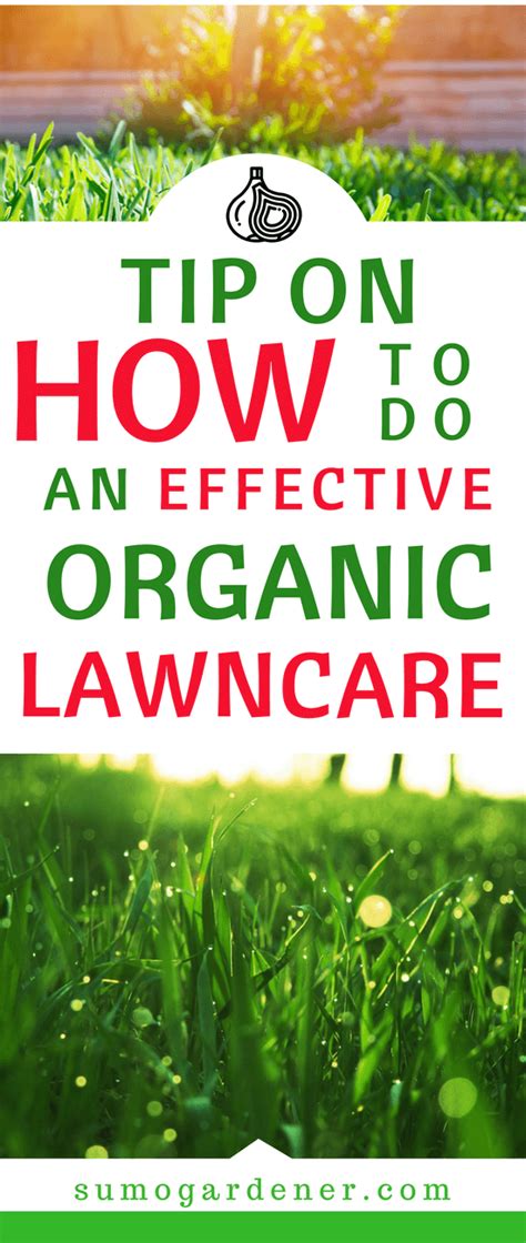 Organic Lawn Care And Maintenance Tips How To Do Effectively