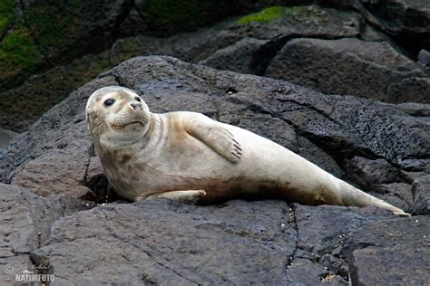 Harbor Seal Photos Harbor Seal Images Nature Wildlife Pictures