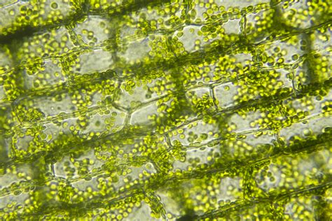 Microscope Plant Cell Chloroplast Micropedia