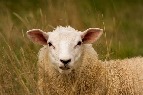 New Study Rewrites Genetic History Of Sheep