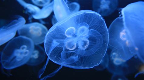 What Are The Main Parts Of A Jellyfish
