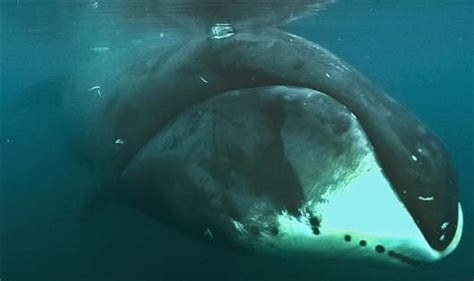 Bowhead Whale Baleen Of Arctic Waters Animal Pictures And Facts