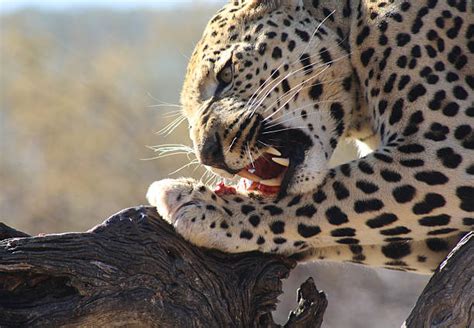 Wild Leopard Eats Meat Stock Photos Pictures And Royalty Free Images