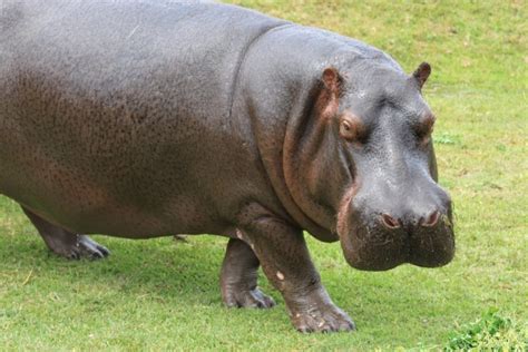 Día Del Hipopótamo Es Considerado El Animal Más Peligroso Del Planeta