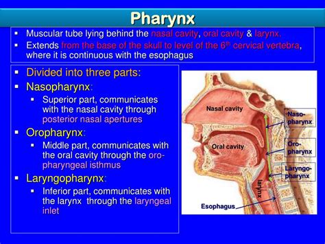 Three Parts Of The Pharynx