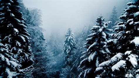 🥇 Landscapes Nature Winter Snow Evergreens Snowing Wallpaper 101970