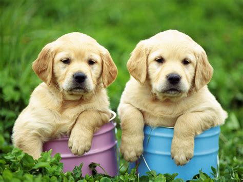 Select from premium lab puppies of the highest quality. Cute Puppy Dogs: labrador retriever puppies