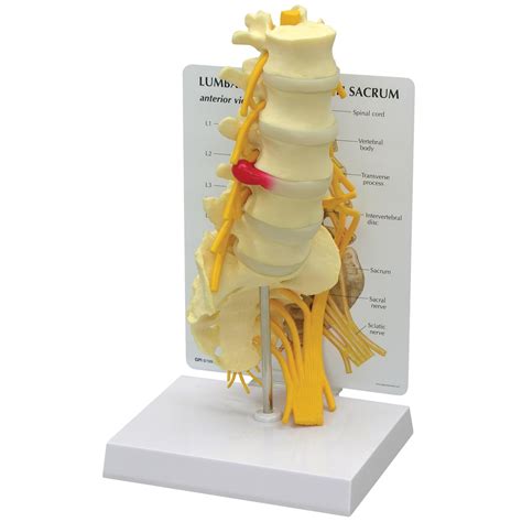Piece Vertebrae With Sacrum Model Anatomical Models Anatomy Teaching