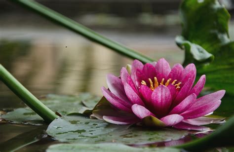 Water Lily Wallpaper Coolwallpapersme