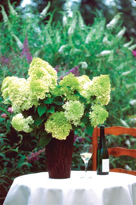 'Limelight' - Panicle Hydrangea - Hydrangea paniculata | Panicle hydrangea, Hardy hydrangea, Plants