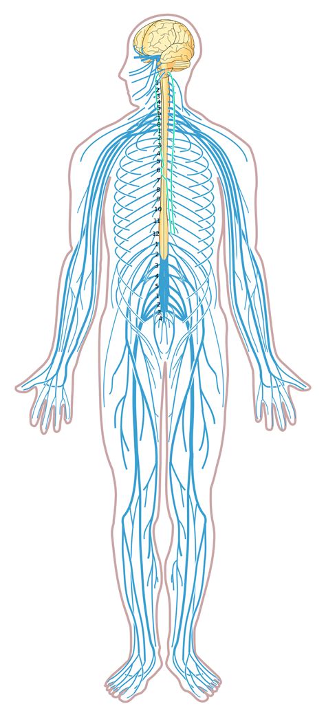 The nervous system is a complex network of neurons and cells that carry messages to and from the brain and spinal cord to various parts of the body. File:Nervous system diagram unlabeled.svg - Wikimedia Commons