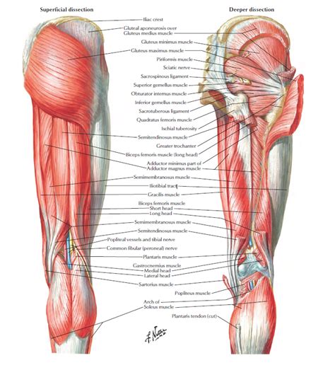 Thigh Muscles Posterior View Diagram Quizlet