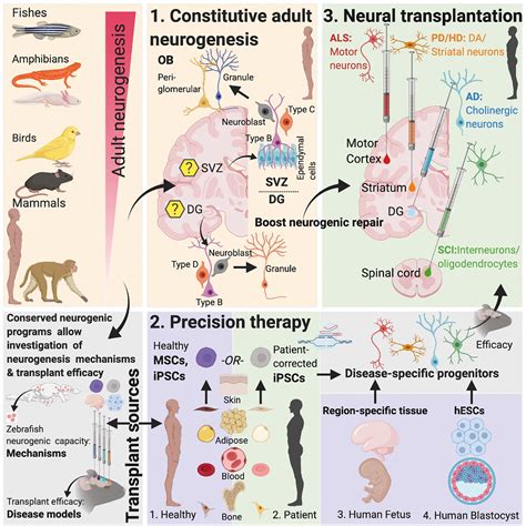 Frontiers Deconstructing Neurogenesis Transplantation And Genome Editing As Neural Repair