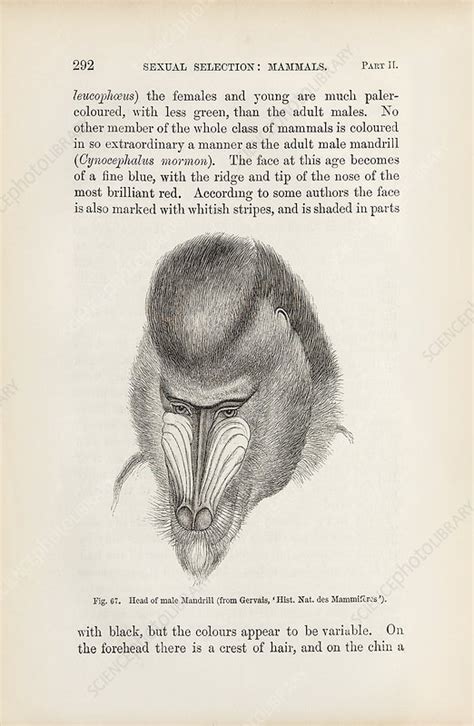 Darwin On Sexual Selection In Primates 1871 Stock Image C040 0861 Science Photo Library