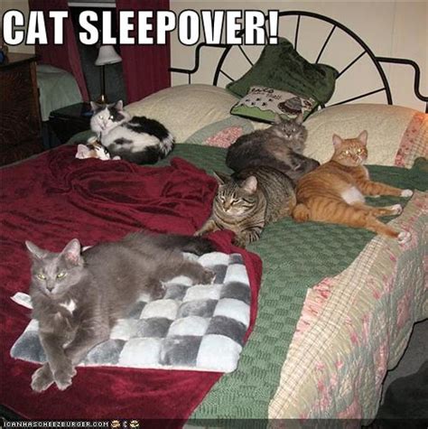19 Cat Slumber Parties Photos Huffpost