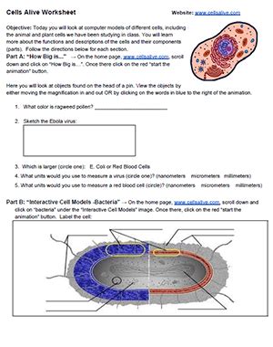 Available in pdf & google slides format. Cells Alive Worksheet