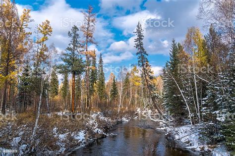 First Snow In The Siberian Taiga Stock Photo Download Image Now