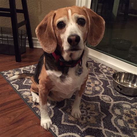 My Elli My Loving Senior Beagle Love Her Cute Beagles Cute