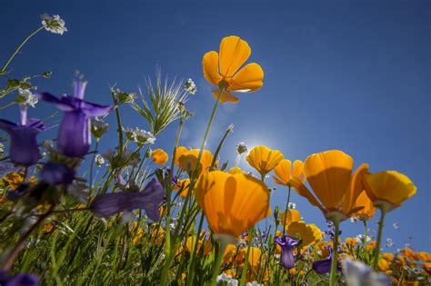 Carlsbad California Super Bloom Spectacular Spring Flowers Of 2017