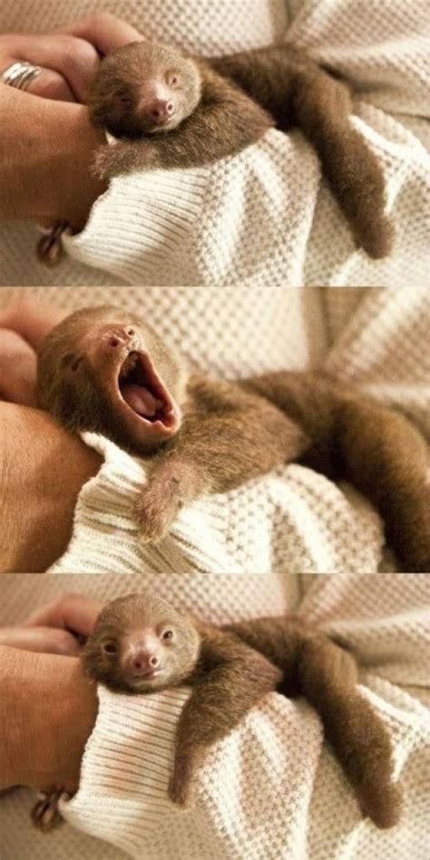 Baby Sloth Cutest Paw Cute Creatures Beautiful Creatures Animals