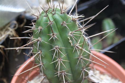 This species shares some characteristics with wigginsia stem: トリコケレウス 大稜柱 Trichocereus macrogonus｜多肉植物図鑑 PUKUBOOK(プクブック)