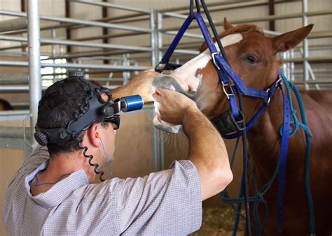 Moore Equine Horse Dentistry And Extractions Horse Dentistry Faqs