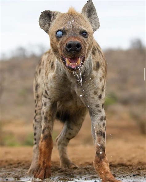 Arcane Wildlife On Instagram Spotted Hyena In The Zimanga Private