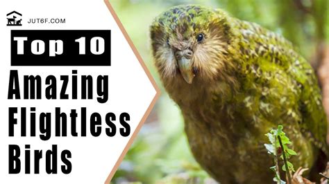 Flightless Bird Top 10 Amazing Flightless Birds In The World Youtube