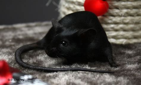Amazing Black Mouse Pet Mice Cute Rats Pet Rats