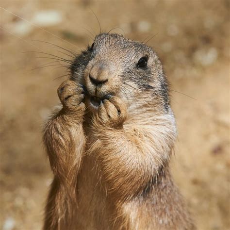 Prairie Dog Bearizona