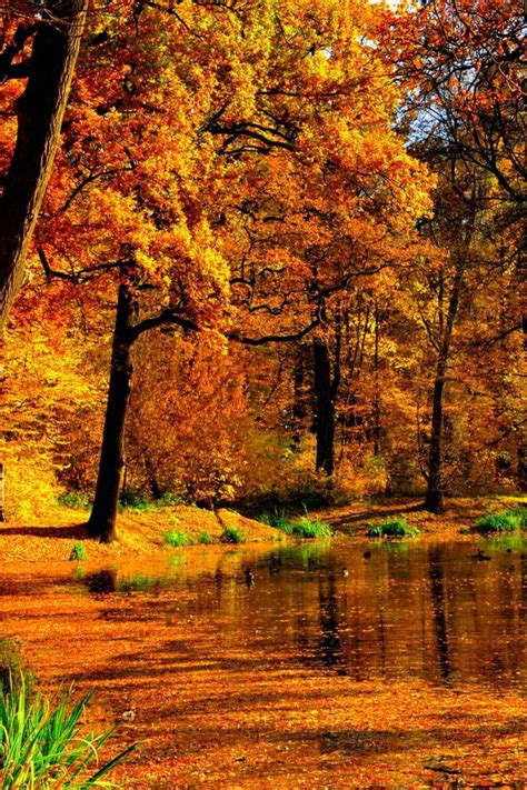 Осень золотая 65 фото Красивые фото на мобильный Фото осени