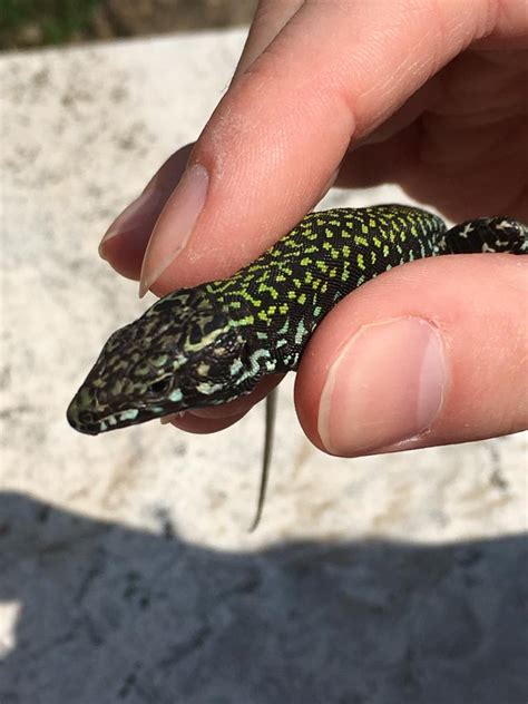 What Type Of Lizard Is This It Was Found In Italy Reptiles
