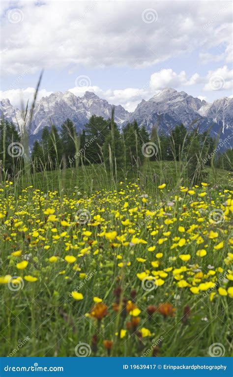Yellow Flowers In The Dolomites Stock Image Image Of Outdoors