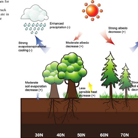 Schematic Diagram For The Potential Role Of The Vegetationclimate
