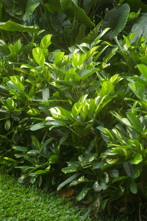 Despite a diligent pruning regime, this woody perennial never seems to look good as it ages. Ctenanthe - the never never plants - GardenDrum