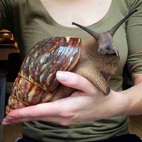 Giant African Snail