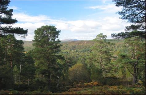 Ancient Scottish Forests Threatened By Millionaires Dear