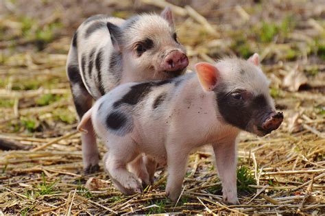 El Cerdo Como Mascota Y Sus Necesidades Veterinarias