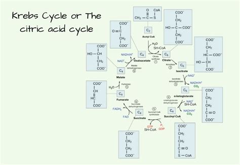 Krebs Cycle Equation