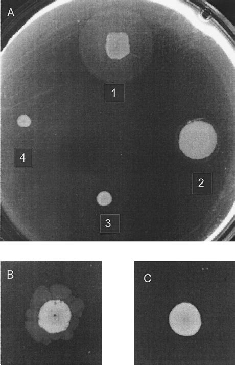 Macroscopic Stab Assay For Twitching Motility Lb Agar 1 Plates Were