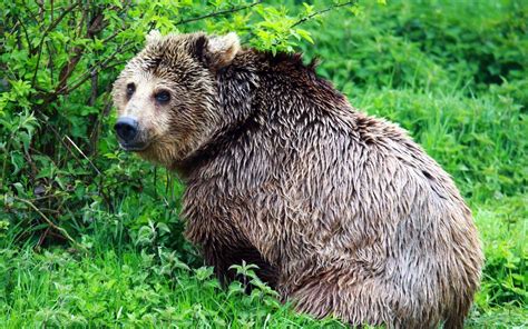 Fondos De Pantalla Césped Fauna Silvestre Zoo Oso Grizzly Oso