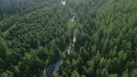 Aerial Forest Stock Footage Video Shutterstock