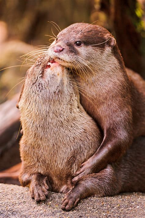 Fluidr Loving Otters By Tambako The Jaguar