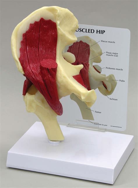 Hip Joint Anatomical Model Muscled