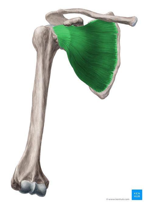 Development And Embryology Of The Muscles And Bones Kenhub My Xxx Hot