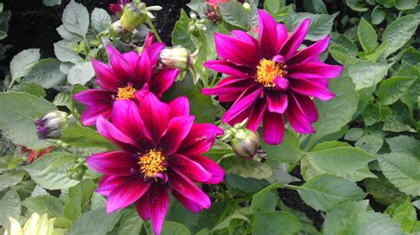 Pameran bunga dahlia dreams diselenggarakan menjelang perayaan tahun baru imlek. Paling Bagus 28+ Wallpaper Bunga Dahlia Full Hd - Gambar Bunga Indah