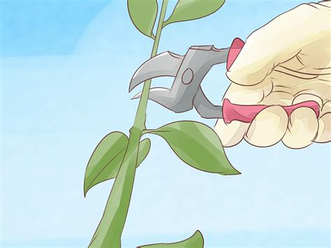 A Hand Holding A Pair Of Pliers Over A Plant