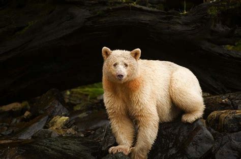 Spirit Bear By Ian Mcallister Kermode Bear Spirit Bear Bear